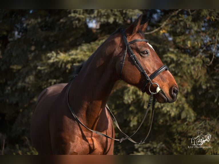 Kleines Deutsches Reitpferd Wallach 15 Jahre 165 cm Brauner in Herzberg am Harz