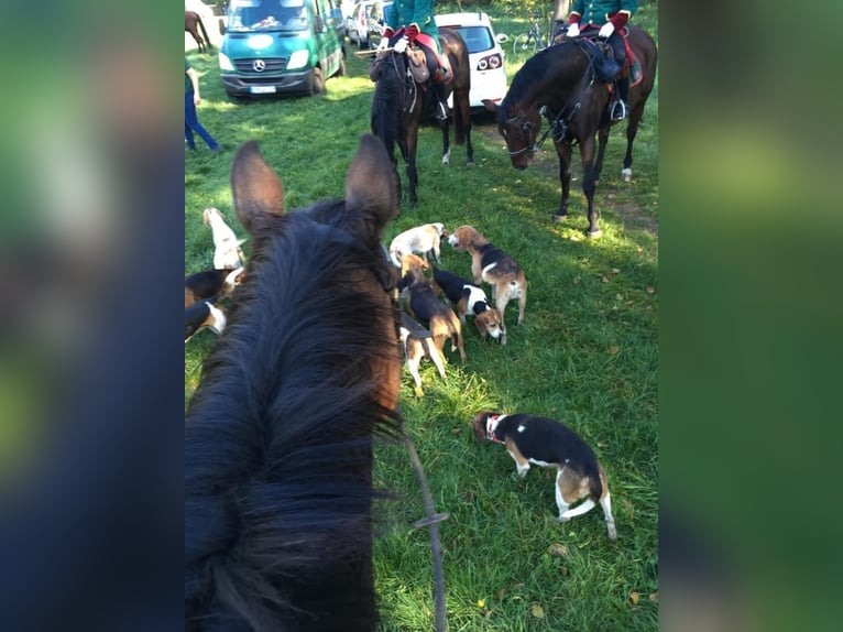 Kleines Deutsches Reitpferd Mix Wallach 17 Jahre 162 cm Brauner in Wörnitz