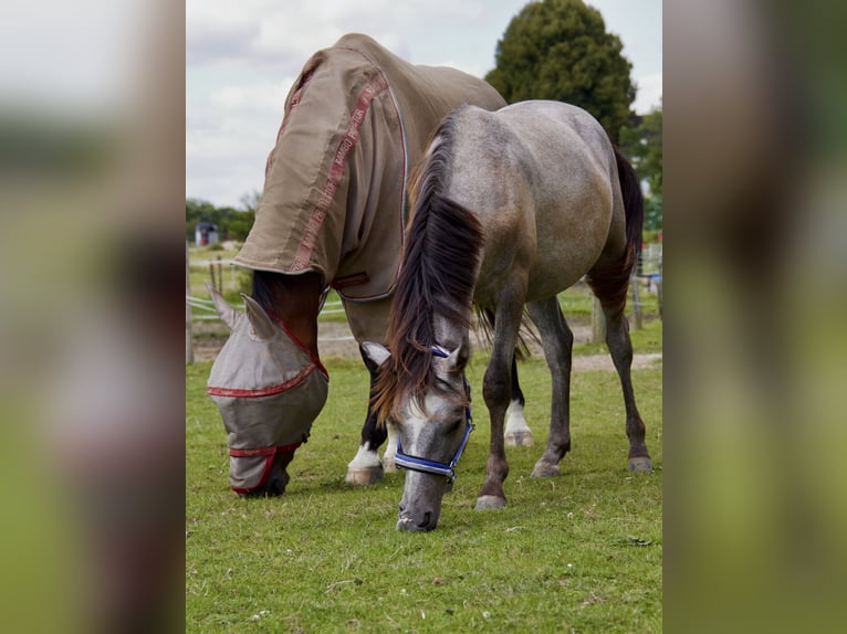 Kleines Deutsches Reitpferd Wallach 1 Jahr 134 cm Kann Schimmel werden in Mülheim an der Ruhr