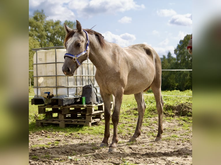 Kleines Deutsches Reitpferd Wallach 1 Jahr 134 cm Kann Schimmel werden in Mülheim an der Ruhr