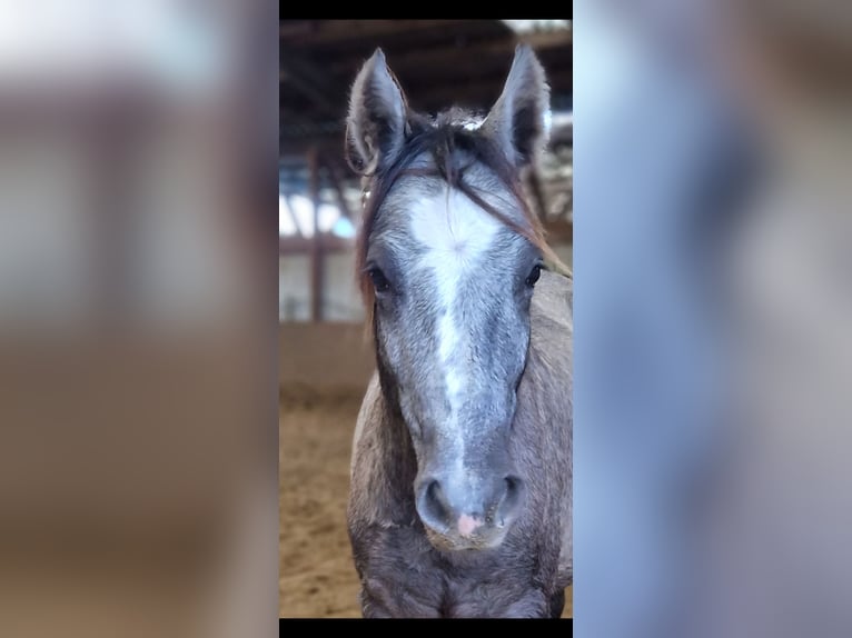 Kleines Deutsches Reitpferd Wallach 1 Jahr 137 cm in Mülheim an der Ruhr