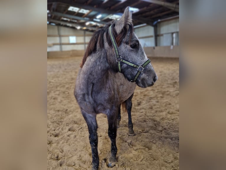 Kleines Deutsches Reitpferd Wallach 1 Jahr 137 cm Schimmel in Mülheim