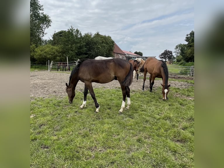 Kleines Deutsches Reitpferd Wallach 1 Jahr 148 cm Dunkelbrauner in Hellschen-Heringsand-UnterschaarOesterwurth