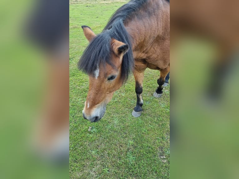 Kleines Deutsches Reitpferd Wallach 24 Jahre 125 cm Brauner in BramscheBramsche