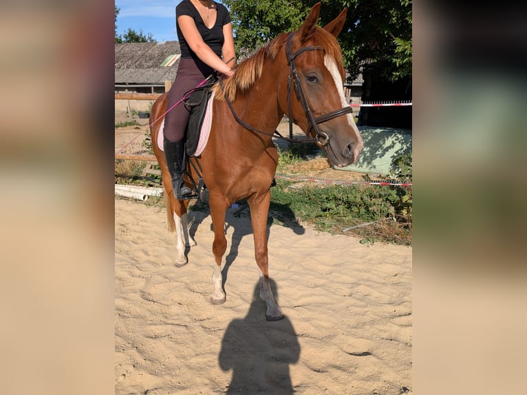 Kleines Deutsches Reitpferd Wallach 3 Jahre 154 cm Fuchs in Castrop-rauxel
