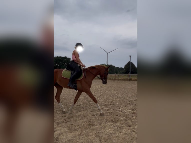 Kleines Deutsches Reitpferd Wallach 3 Jahre 154 cm Fuchs in Castrop-rauxel