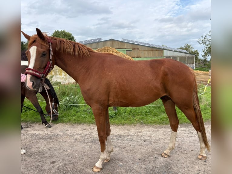 Kleines Deutsches Reitpferd Wallach 3 Jahre 154 cm Fuchs in Castrop-rauxel