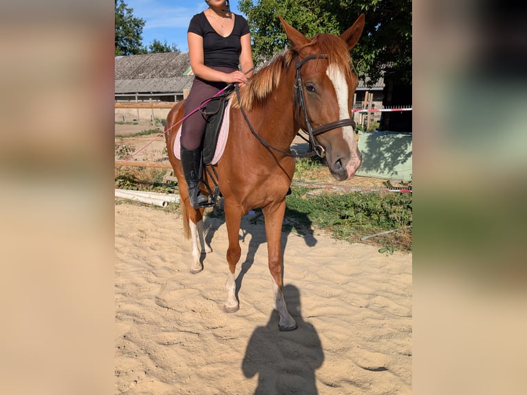 Kleines Deutsches Reitpferd Wallach 3 Jahre 154 cm Fuchs in Castrop-rauxel