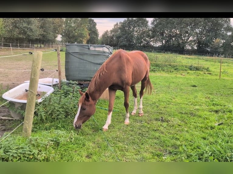 Kleines Deutsches Reitpferd Wallach 3 Jahre 154 cm Fuchs in Castrop-rauxel