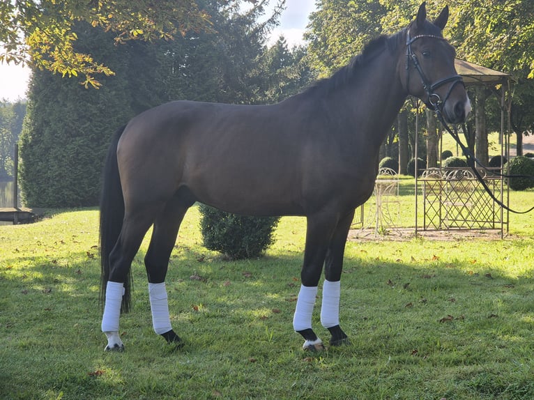 Kleines Deutsches Reitpferd Wallach 3 Jahre 155 cm Brauner in Schönhorst