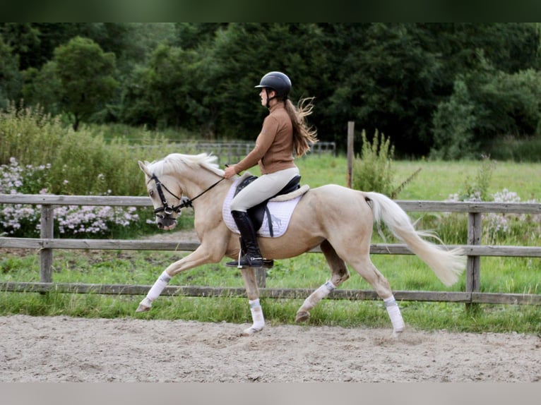 Kleines Deutsches Reitpferd Wallach 4 Jahre 140 cm Palomino in Fürstenau