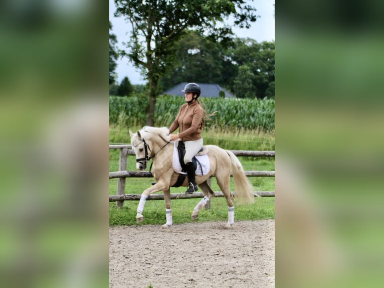Kleines Deutsches Reitpferd Wallach 4 Jahre 140 cm Palomino in Fürstenau