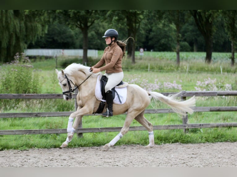 Kleines Deutsches Reitpferd Wallach 4 Jahre 140 cm Palomino in Fürstenau