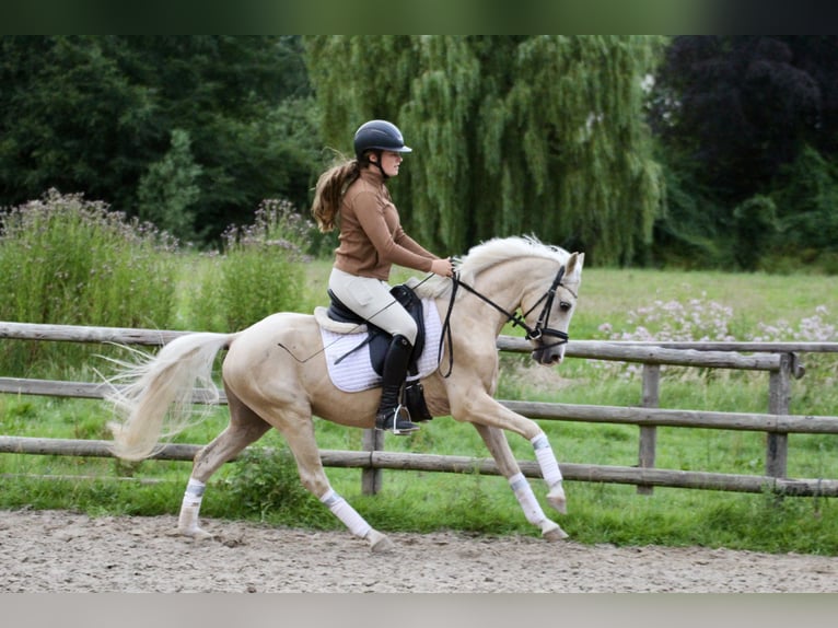 Kleines Deutsches Reitpferd Wallach 4 Jahre 140 cm Palomino in Fürstenau
