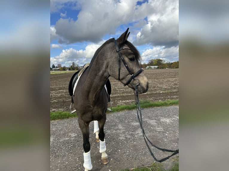Kleines Deutsches Reitpferd Wallach 4 Jahre 153 cm Buckskin in Grevenbroich