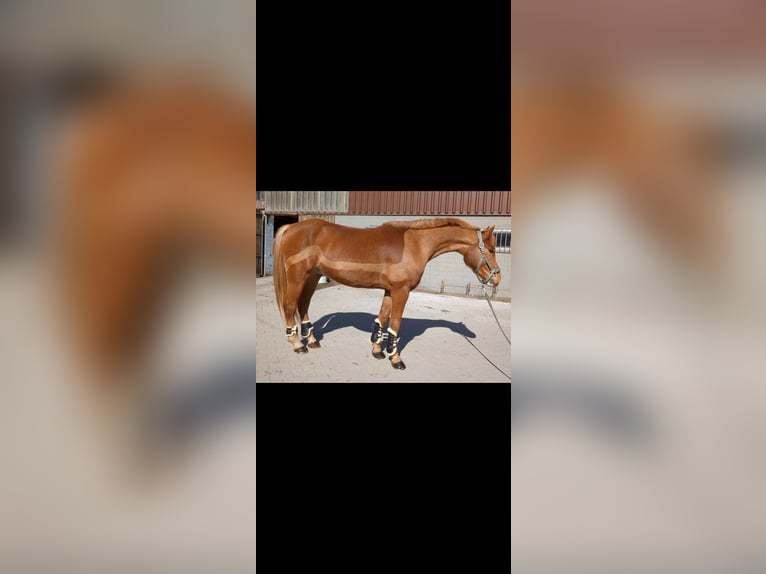 Kleines Deutsches Reitpferd Mix Wallach 4 Jahre 154 cm Fuchs in Waltrop