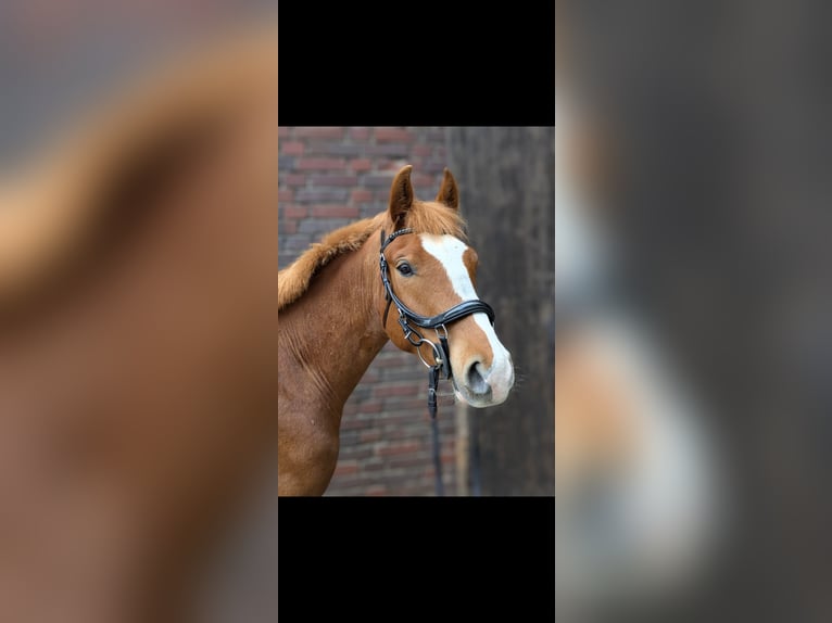 Kleines Deutsches Reitpferd Mix Wallach 4 Jahre 154 cm Fuchs in Waltrop