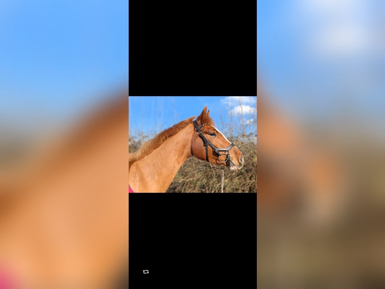 Kleines Deutsches Reitpferd Mix Wallach 4 Jahre 154 cm Fuchs in Waltrop