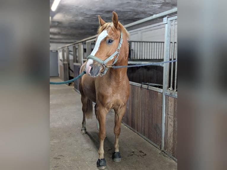Kleines Deutsches Reitpferd Mix Wallach 4 Jahre 154 cm Fuchs in Waltrop