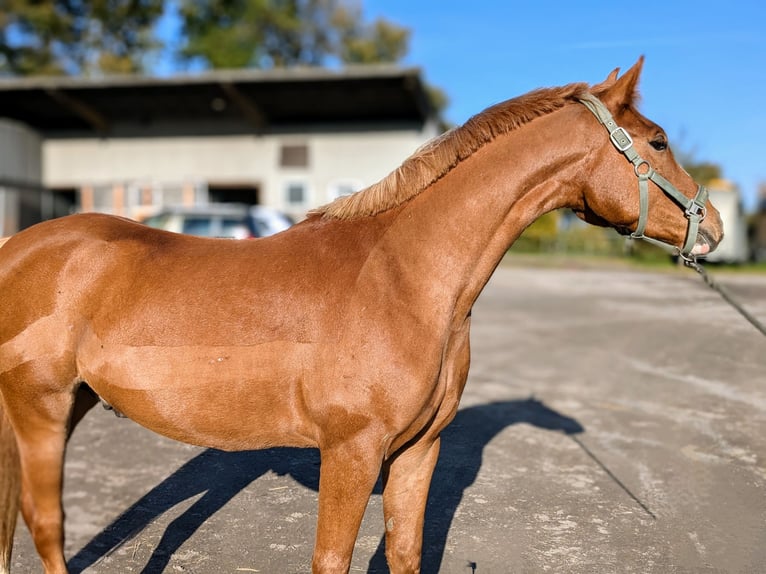 Kleines Deutsches Reitpferd Mix Wallach 4 Jahre 154 cm Fuchs in Waltrop