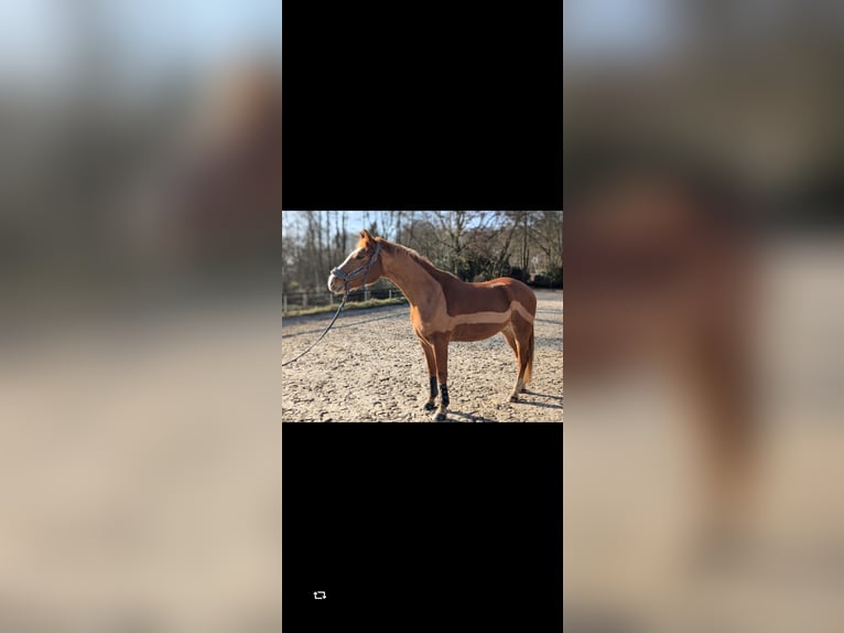 Kleines Deutsches Reitpferd Mix Wallach 4 Jahre 154 cm Fuchs in Waltrop