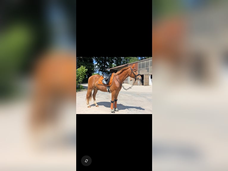 Kleines Deutsches Reitpferd Mix Wallach 4 Jahre 154 cm Fuchs in Waltrop