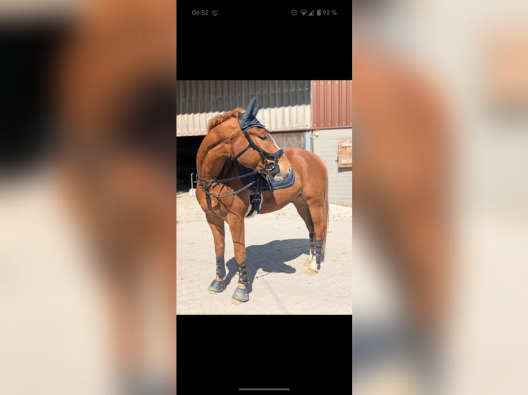 Kleines Deutsches Reitpferd Mix Wallach 4 Jahre 154 cm Fuchs in Waltrop