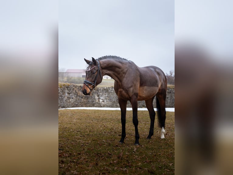 Kleines Deutsches Reitpferd Wallach 4 Jahre 166 cm Brauner in Hayingen
