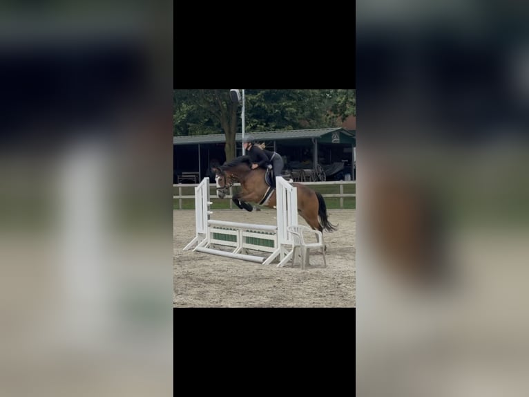 Kleines Deutsches Reitpferd Wallach 5 Jahre 146 cm Brauner in Bocholt