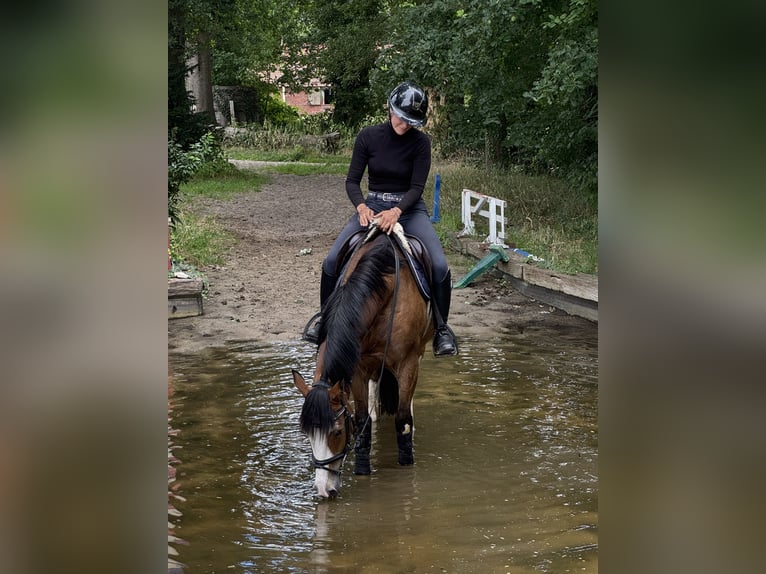 Kleines Deutsches Reitpferd Wallach 5 Jahre 146 cm Brauner in Bocholt