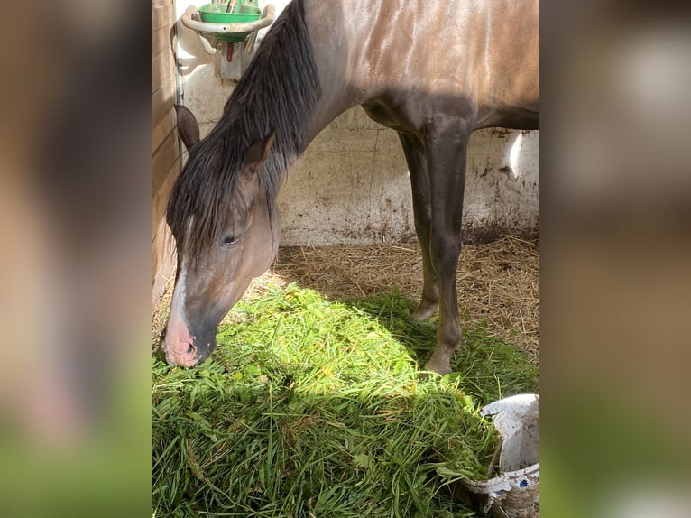 Kleines Deutsches Reitpferd Wallach 5 Jahre 150 cm Dunkelfuchs in Herzberg