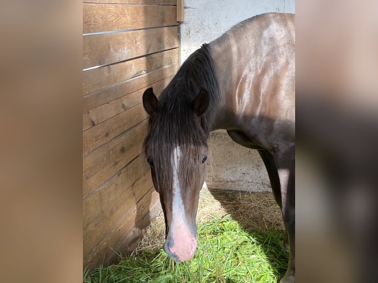 Kleines Deutsches Reitpferd Wallach 5 Jahre 150 cm Dunkelfuchs in Herzberg
