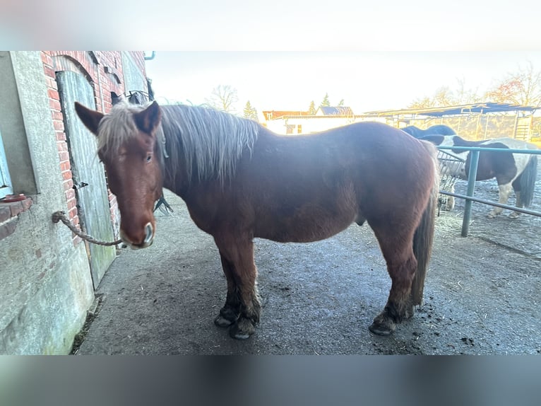 Kleines Deutsches Reitpferd Wallach 6 Jahre 165 cm Brauner in Wiesengrund