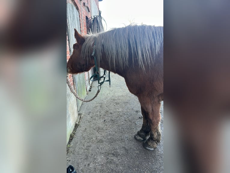 Kleines Deutsches Reitpferd Wallach 6 Jahre 165 cm Brauner in Wiesengrund