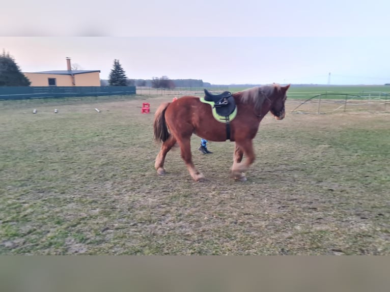 Kleines Deutsches Reitpferd Wallach 6 Jahre 165 cm Brauner in Wiesengrund