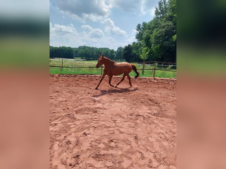 Kleines Deutsches Reitpferd Wallach 8 Jahre 165 cm Fuchs in Minden