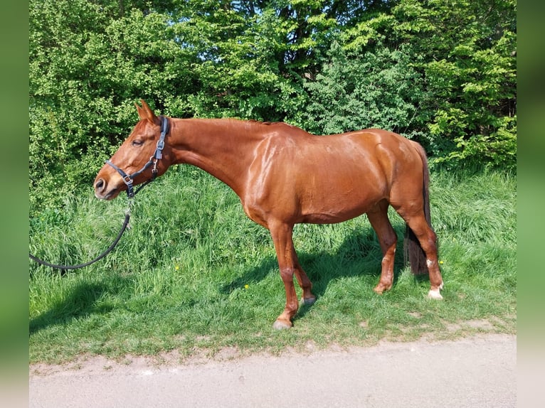 Kleines Deutsches Reitpferd Wallach 8 Jahre 165 cm Fuchs in Minden