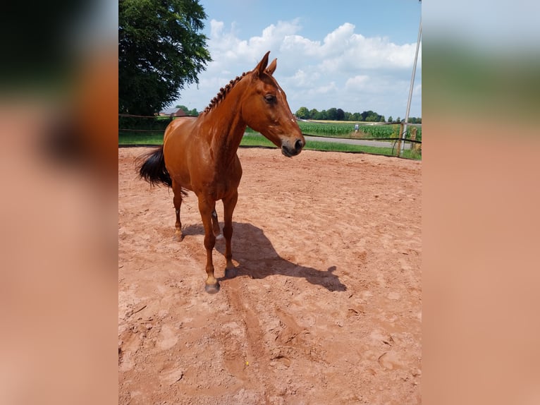 Kleines Deutsches Reitpferd Wallach 8 Jahre 165 cm Fuchs in Minden