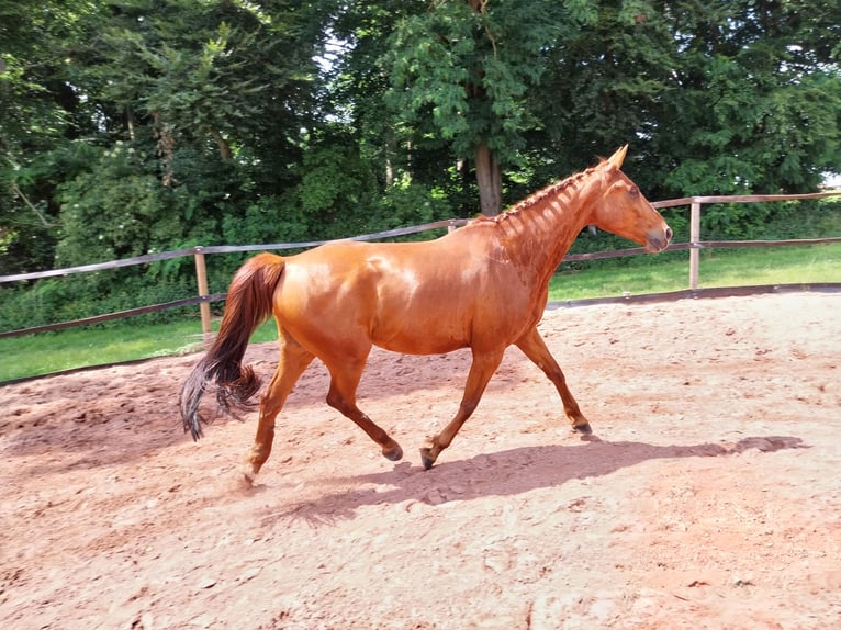 Kleines Deutsches Reitpferd Wallach 8 Jahre 165 cm Fuchs in Minden