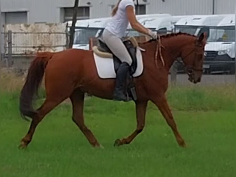 Kleines Deutsches Reitpferd Wallach 8 Jahre 165 cm Fuchs in Minden