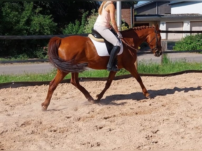 Kleines Deutsches Reitpferd Wallach 8 Jahre 165 cm Fuchs in Minden