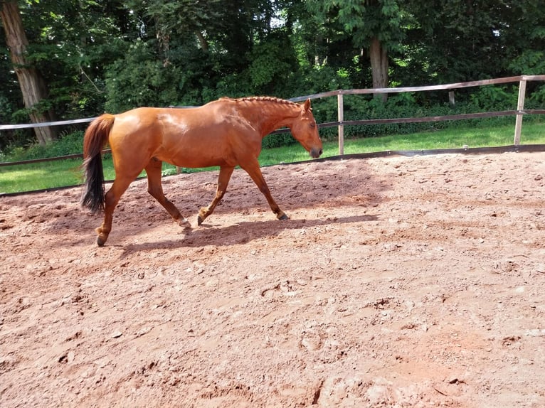 Kleines Deutsches Reitpferd Wallach 8 Jahre 165 cm Fuchs in Minden