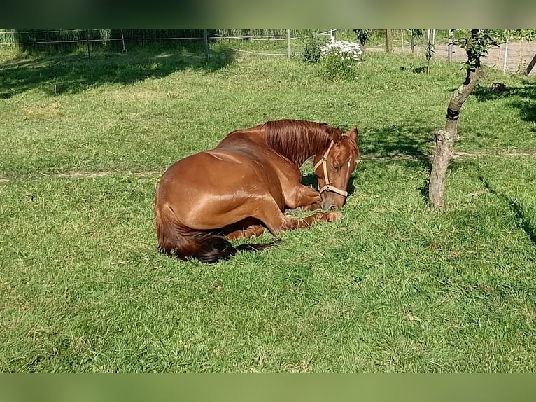Kleines Deutsches Reitpferd Wallach 8 Jahre 165 cm Fuchs in Minden