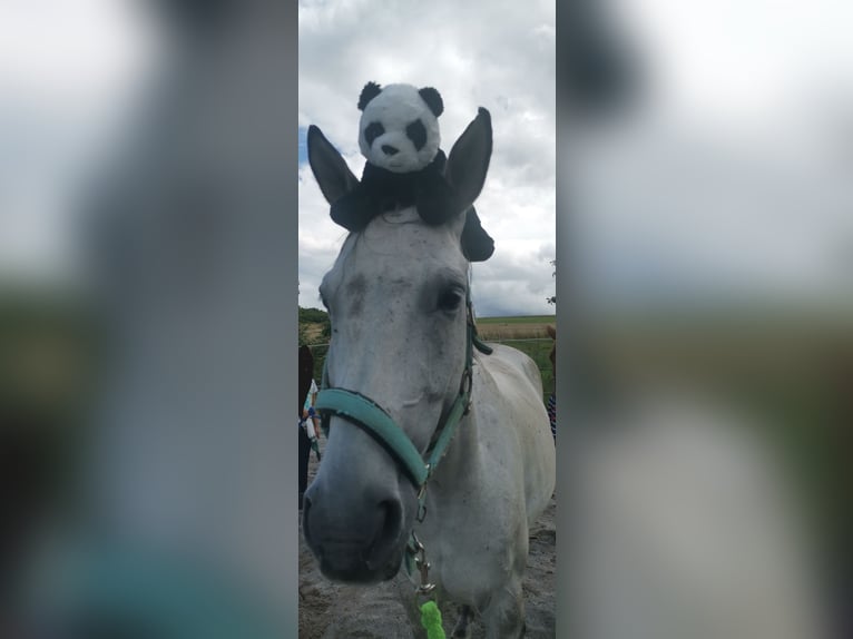 Kleines Deutsches Reitpferd Wallach 9 Jahre 152 cm Falbe in Gladenbach