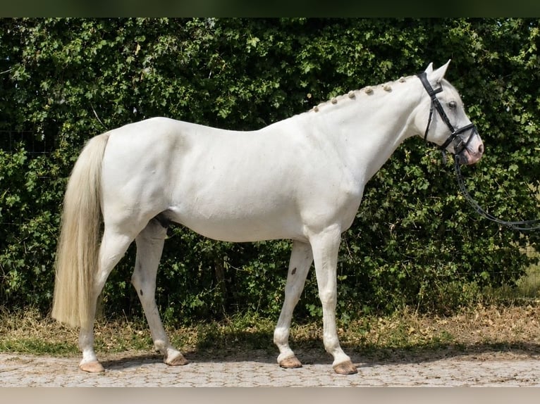 Kleines Deutsches Reitpferd Wallach 9 Jahre 155 cm Schimmel in Würzburg