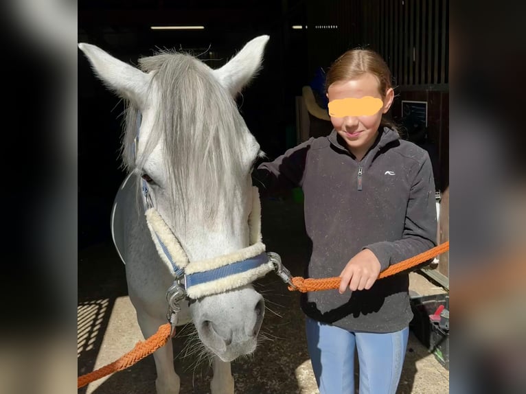 Kleinpferd/Pony als Reitbeteiligung gesucht