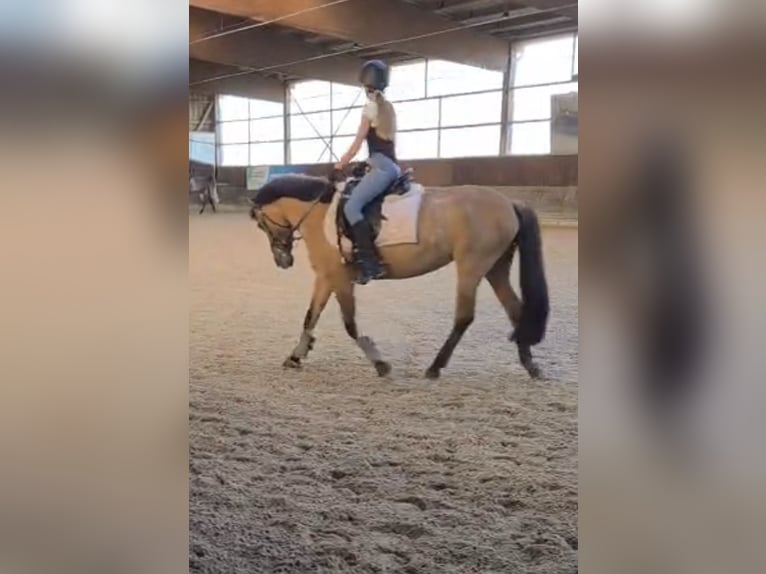 Kleinpferd/Pony als Reitbeteiligung gesucht