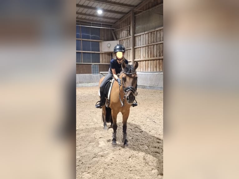 Kleinpferd/Pony als Reitbeteiligung gesucht