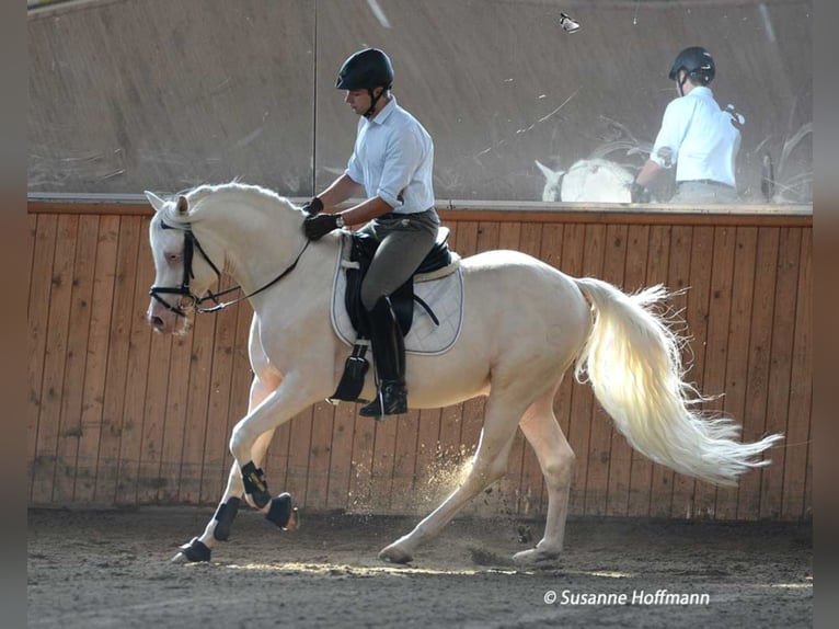 KLEPHOLMS IKARIOS Arabian Partbred Stallion Cremello in Mörsdorf