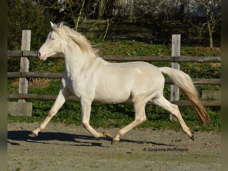 KLEPHOLMS IKARIOS Arabian Partbred Stallion Cremello in Mörsdorf